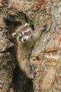 Baby Raccoon In A Tree Royalty Free Stock Photo