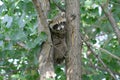 Baby Raccoon Between Tree Trunks