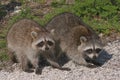 Baby Raccoons