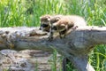 Baby raccoons being attentive Royalty Free Stock Photo