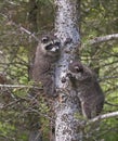 Baby raccoons climbing tree