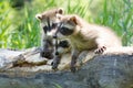 Baby raccoons Royalty Free Stock Photo