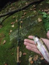 Baby Rainbow trout