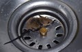 Baby Mouse or rat in Wash Basin Royalty Free Stock Photo