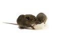 Baby rats eating isolate on white background Royalty Free Stock Photo