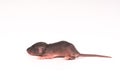baby rats Science test white background Royalty Free Stock Photo
