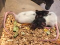 Baby rats