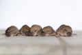 Baby Rats on wood plate Royalty Free Stock Photo