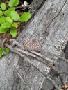 A baby rattlesnake sleeping on a log Royalty Free Stock Photo