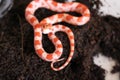 Baby red albino pet snake