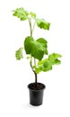 Baby red currant plant in black pot isolated on white