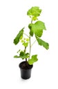 Baby red currant plant in black pot isolated on white