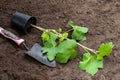 Baby red currant plant in black pot on soil. Ready for planting