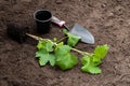 Baby red currant plant in black pot on soil. Ready for planting