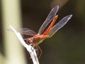 Baby Red Dragonfly