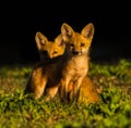 Baby red fox kits vulpes vulpes in morning light looking at camera Royalty Free Stock Photo