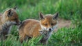 Baby Red Foxes (Vulpes vulpes) playing near den Royalty Free Stock Photo