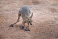 Baby Red Kangaroo - Australian Marsupial Royalty Free Stock Photo