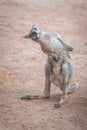 Baby Red Kangaroo scratching Royalty Free Stock Photo