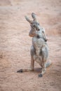 Baby Red Kangaroo scratching Royalty Free Stock Photo