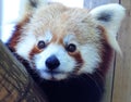 Baby red panda Royalty Free Stock Photo