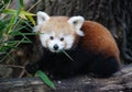 Baby red panda Royalty Free Stock Photo