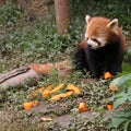 Baby red panda eyeing the pumpkin pieces at Chengdu Zoo in Sichuan, China.