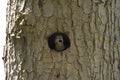 Baby red-shafted Northern Flicker calling from a hole in tree