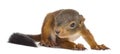 Baby Red squirrel Royalty Free Stock Photo