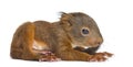 Baby Red squirrel Royalty Free Stock Photo