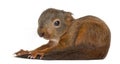 Baby Red squirrel Royalty Free Stock Photo
