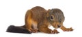 Baby Red squirrel Royalty Free Stock Photo