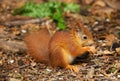 A baby Red Squirrel Sciurus vulgaris Royalty Free Stock Photo