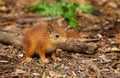 A baby Red Squirrel Sciurus vulgaris Royalty Free Stock Photo