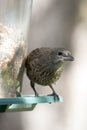 Juvenile red winged blackbird at feeder Royalty Free Stock Photo