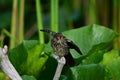 Baby Red winged Blackbird sits alone perched on lily pads in a marsh Royalty Free Stock Photo