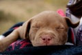 Baby Rednose Pitbull Royalty Free Stock Photo