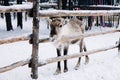 Baby reindeer in a winter forest farm in Lapland. Finland Royalty Free Stock Photo