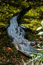 A Baby Resting on a Mother Alligator