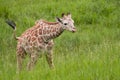 Baby Reticulated Giraffe