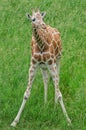 Baby Reticulated Giraffe Portrait