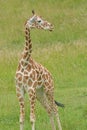 Baby, Reticulated Giraffe Standing