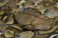 Baby Reticulated Python Python reticulatus