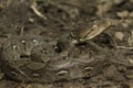 Baby Reticulated Python Python reticulatus