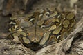 Baby Reticulated Python Python reticulatus