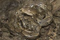 Baby Reticulated Python Python reticulatus