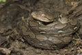 Baby Reticulated Python Python reticulatus