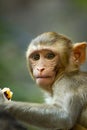 Baby Rhesus monkey in the Indian jungle