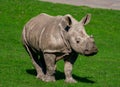 Rhinoceros calf, walking towards his mother