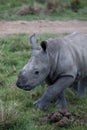 Baby rhino Royalty Free Stock Photo